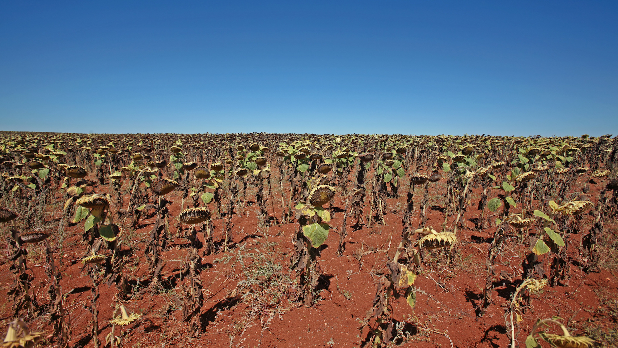 L’UE épuise les terres françaises : un scandale agricole menace l’économie nationale