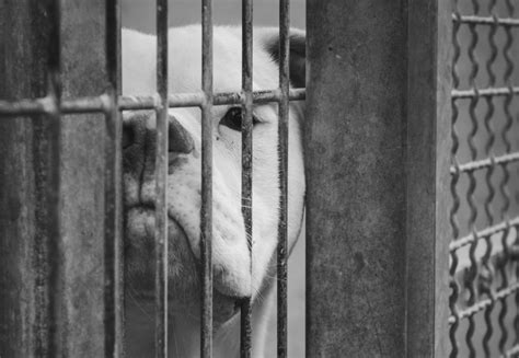 Les Meurtres Invisibles des Animaux : Comment l’Industrie Française Légitime des Millions de Souffrances
