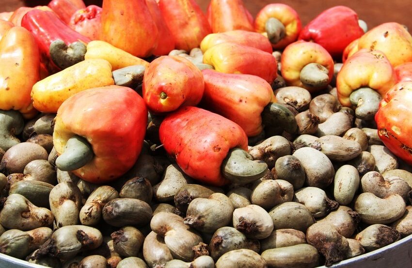 Les noix de cajou : L’apéritif qui dévaste les forêts ivoiriennes